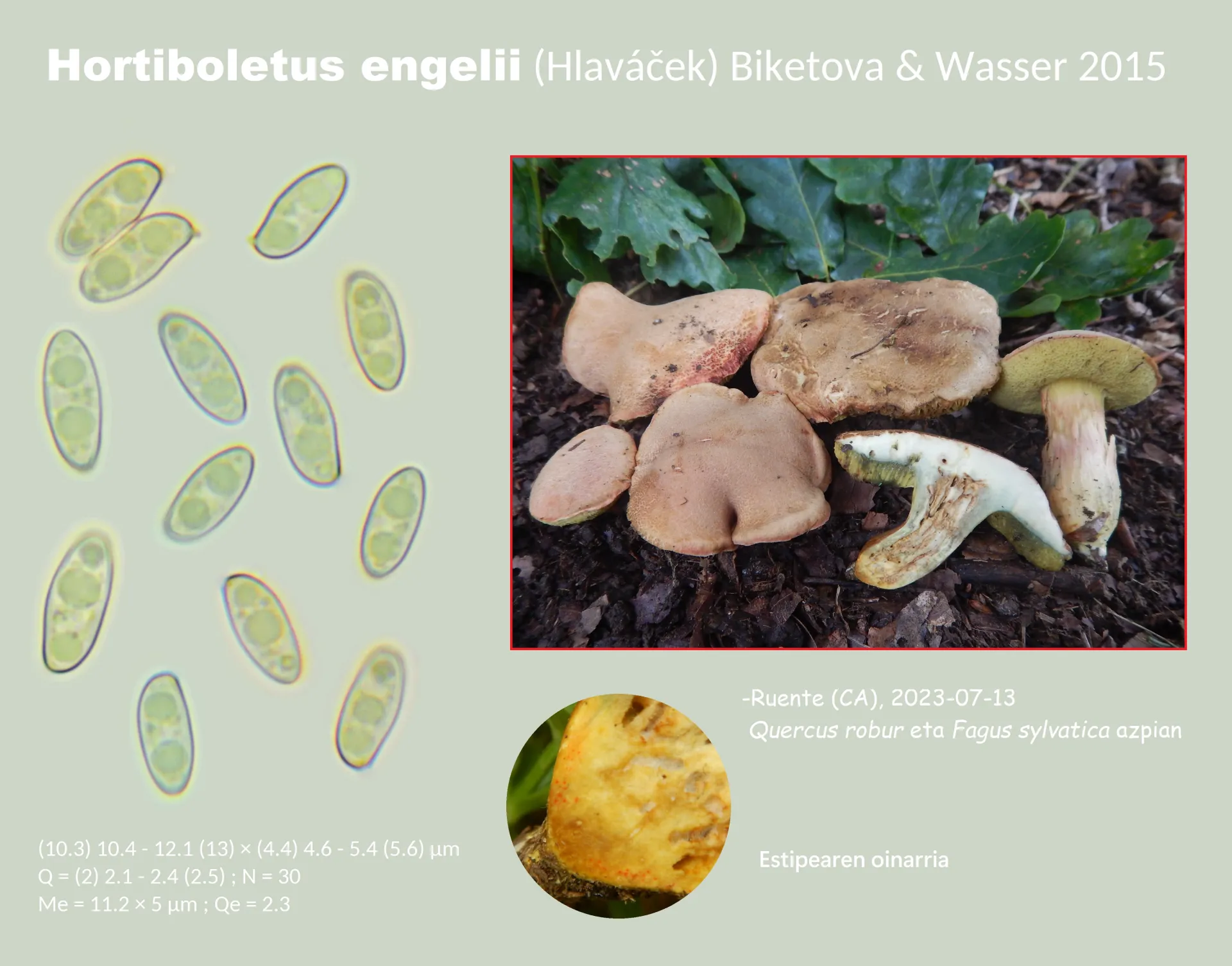 Microscopía de Hortiboletus engelii